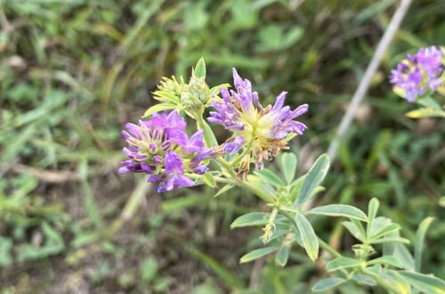 Alfalfa