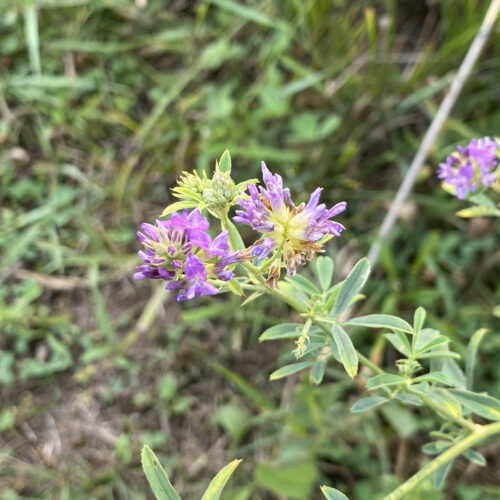 Alfalfa