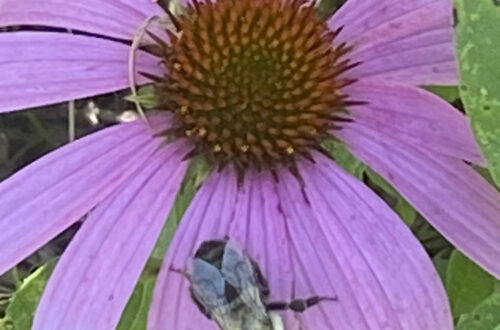 Common Eastern Bumble Bee