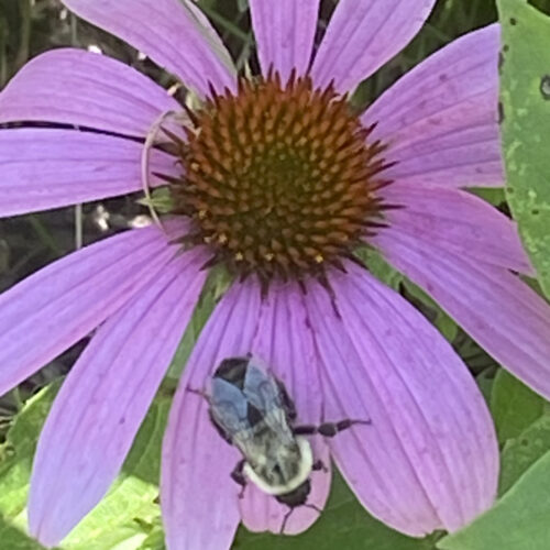 Common Eastern Bumble Bee