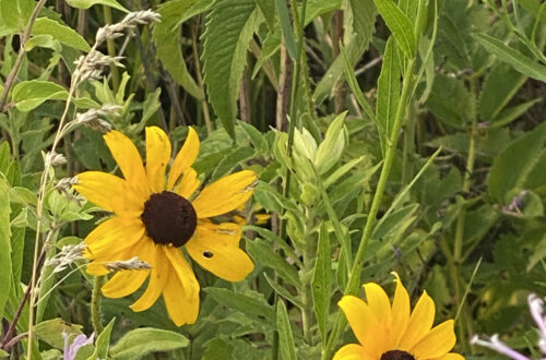 Black-eyed Susan