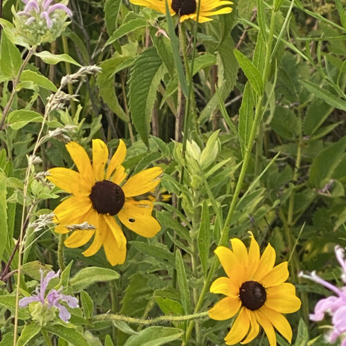 Black-eyed Susan