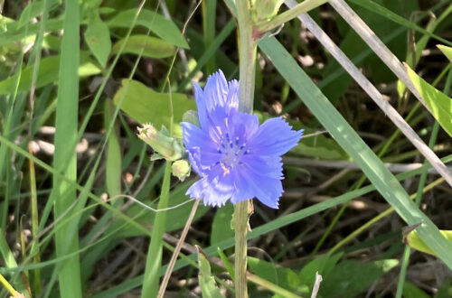 Chicory