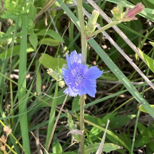 Chicory