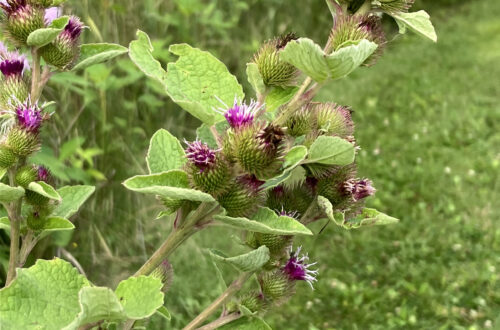 Common Burdock