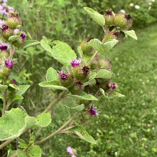 Common Burdock