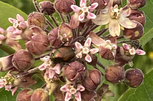 Common Milkweed