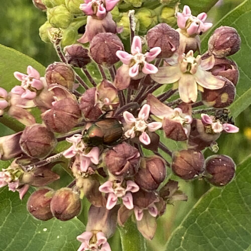 Common Milkweed