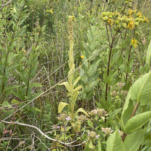 Common Mullein