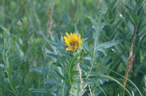 Compass Plant