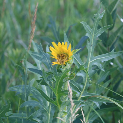 Compass Plant