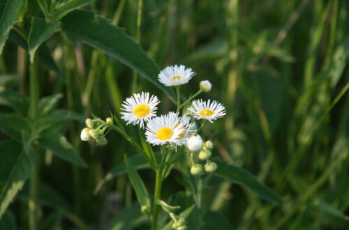 Daisy Fleabane