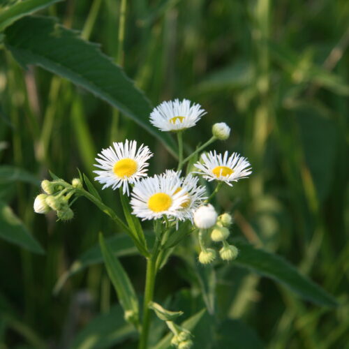 Daisy Fleabane