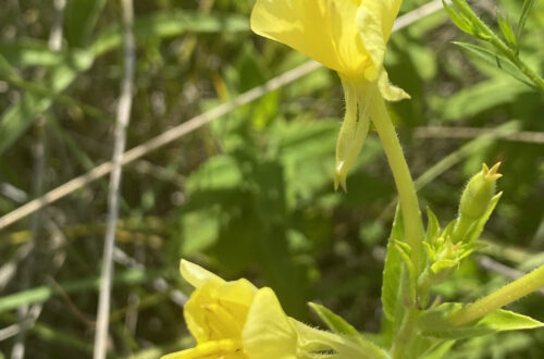 Common Evening Primrose