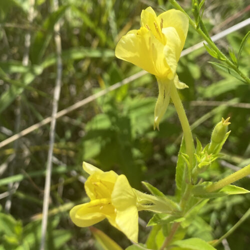 Common Evening Primrose