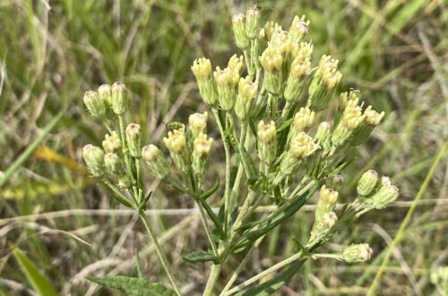 False Boneset