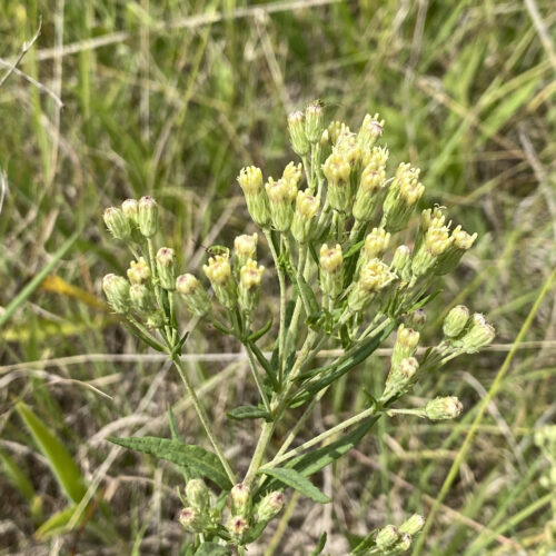 False Boneset