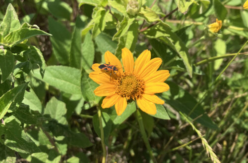 False Sunflower