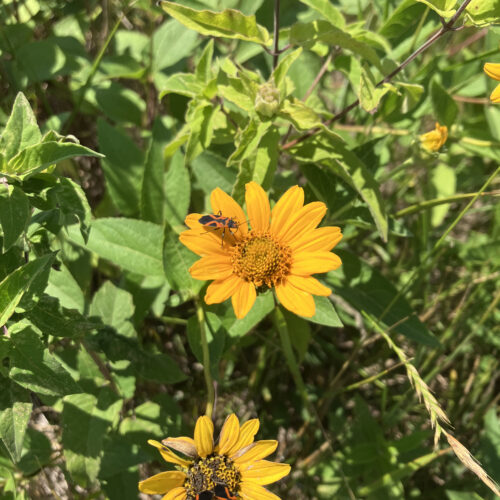 False Sunflower