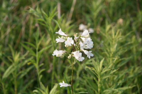 Foxglove Beardtongue