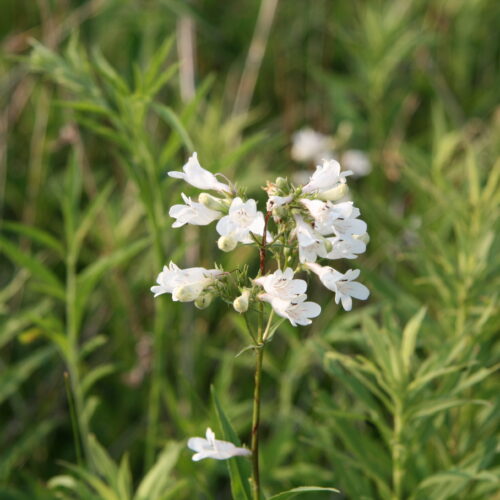 Foxglove Beardtongue