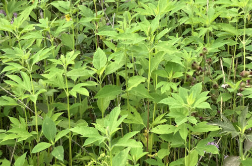 Giant Ragweed