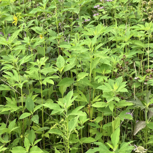 Giant Ragweed