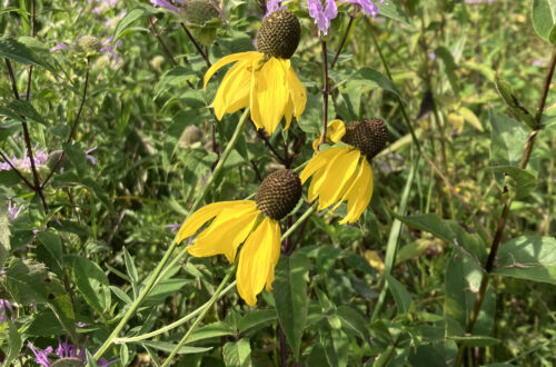 Pinnate Prairie Coneflower