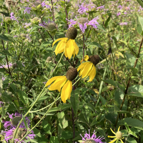 Pinnate Prairie Coneflower