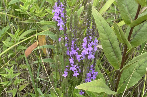 Hoary Vervain