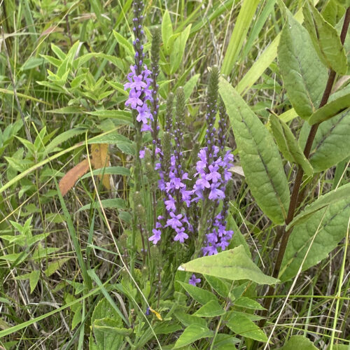 Hoary Vervain