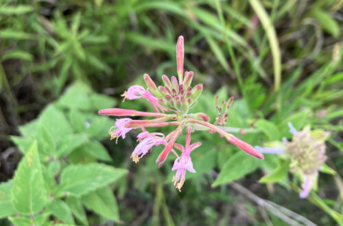 Bee Blossom