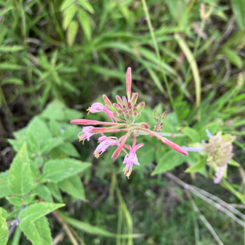 Bee Blossom