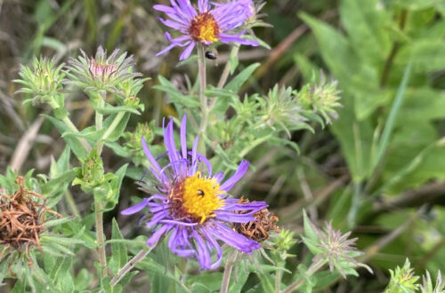 New England Aster