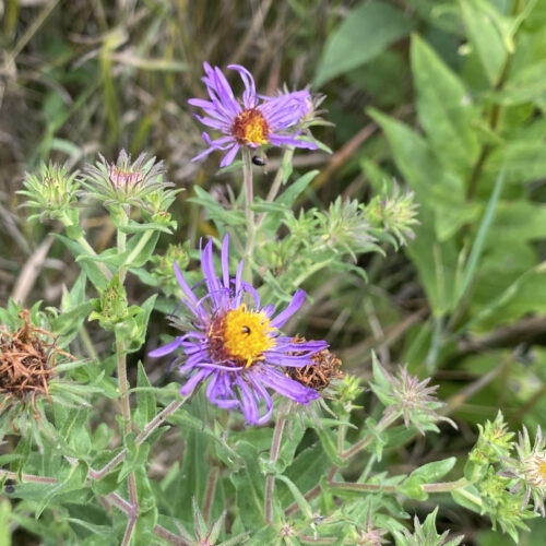 New England Aster