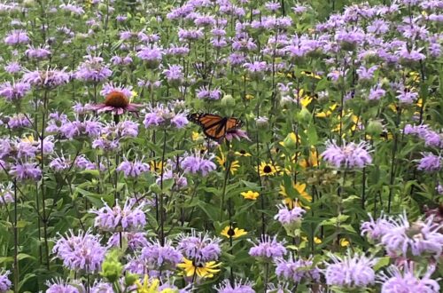 Monarch Butterfly