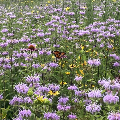 Monarch Butterfly