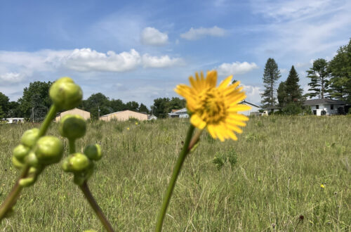 Prairie Dock