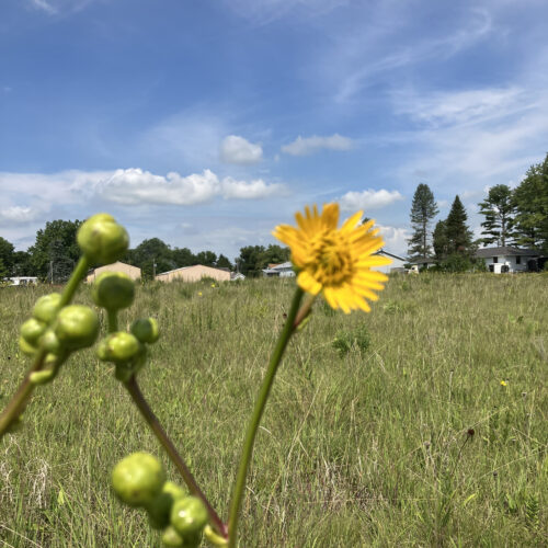 Prairie Dock