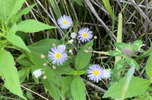 Prairie Fleabane