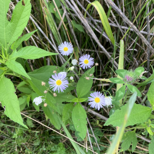 Prairie Fleabane