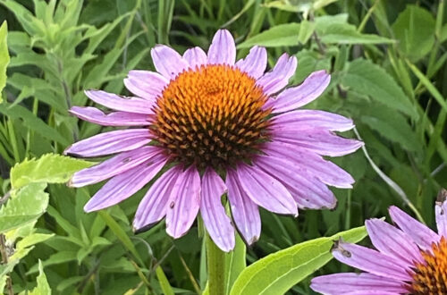 Purple Coneflower