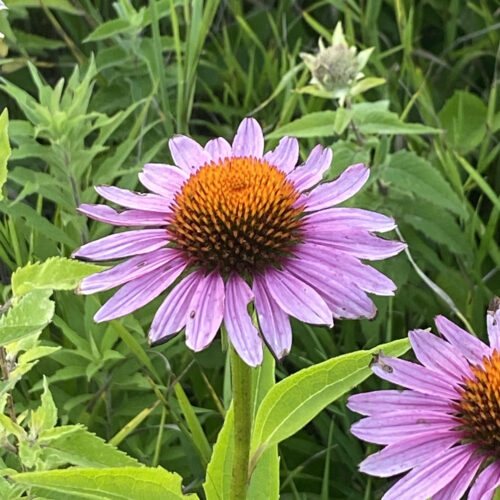 Purple Coneflower