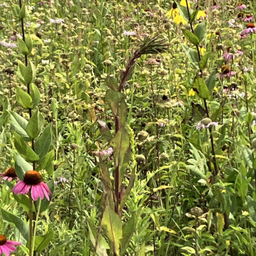 Purple Rattlesnake Root