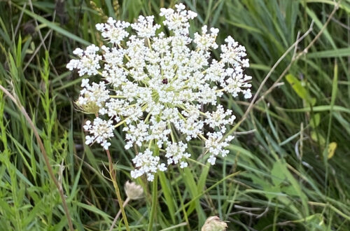 Queen Anne’s Lace