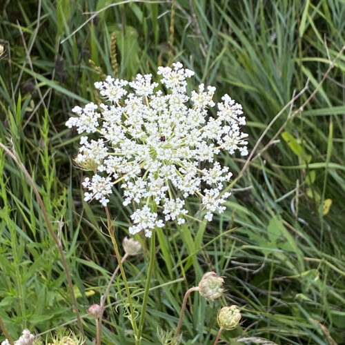 Queen Anne’s Lace