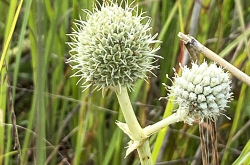 Rattlesnake Master