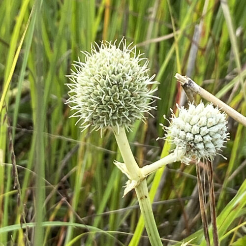 Rattlesnake Master