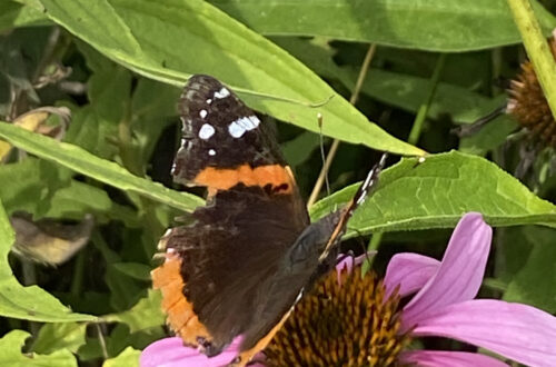 Red Admiral Butterfly