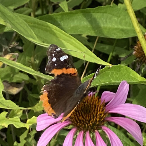 Red Admiral Butterfly